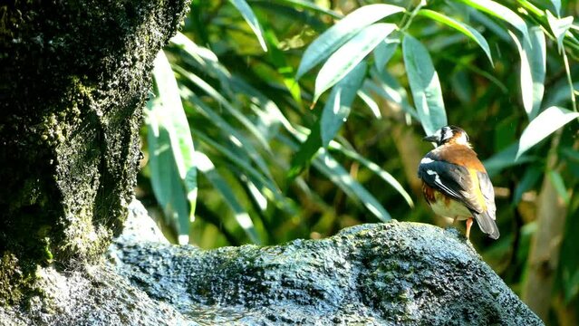 Chestnut-backed thrush (Geokichla dohertyi)
