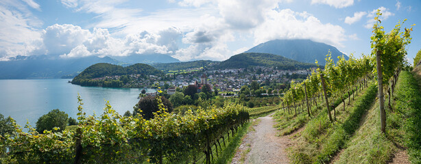 hiking route  through the vineyard Spiez with view to tourist resort and lake Thunersee, ...