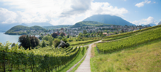 footpath through the vineyard Spiez with view to tourist resort and lake Thunersee,  switzerland