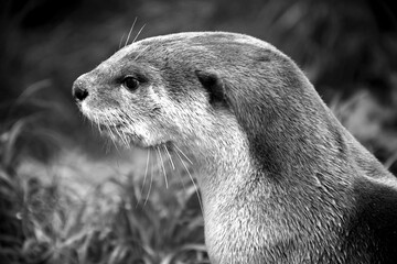 Portrait de loutre en noir et blanc