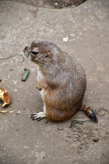 Chien de prairie du Mexique