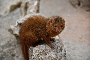 Mangouste naine sur son rocher