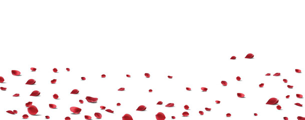 Floating red rose petal isolated on white. Background concept for love greetings on valentines day and mothers day