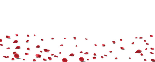 Floating red rose petal isolated on white. Background concept for love greetings on valentines day and mothers day