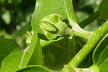 Detail of a branch of a persimmon tree , bud are seen among the abundant new leaves of spring