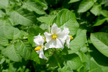 White flowers of blooming potato plants in the garden. Selective focus..