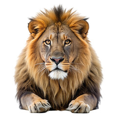 Obraz premium lion on transparent background