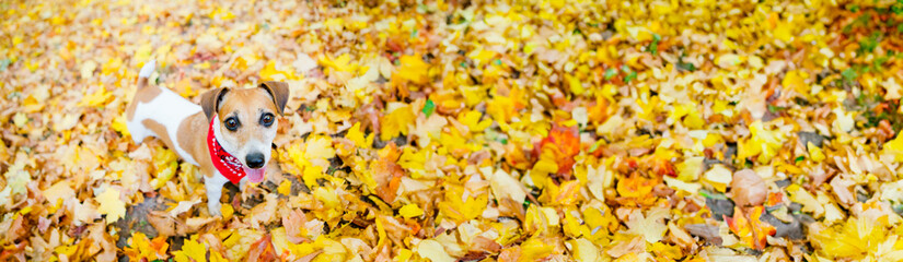 Adorable dog autumn portrait. Top view from above. Fall park covered with yellow orange leaves. Happy smiling pet walking outside wearing red scarf accessory. Long horizontal banner