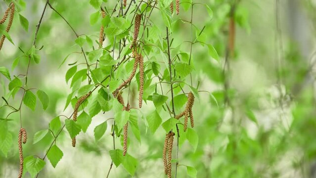 Betula pubescens (Betula alba), commonly known as downy birch and also as moor, European white or hairy birch, is deciduous tree, native and abundant throughout Europe and Asia