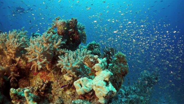 A coral reef with a large number of fish swimming around it. The reef is teeming with life and the fish are swimming in various directions