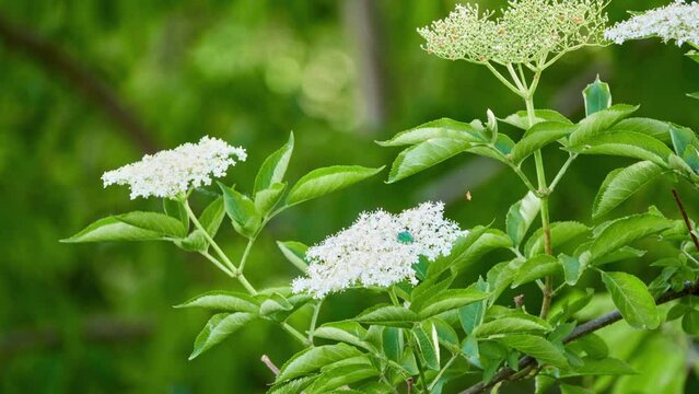 Sambucus black is species complex of flowering plants in family Adoxaceae native to most of Europe. It is black elder, European elder, European black elderberry and tramman (Isle of Man).