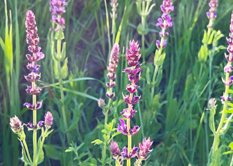 Obraz premium Salvia nemorosa flowers bloom on the lawn