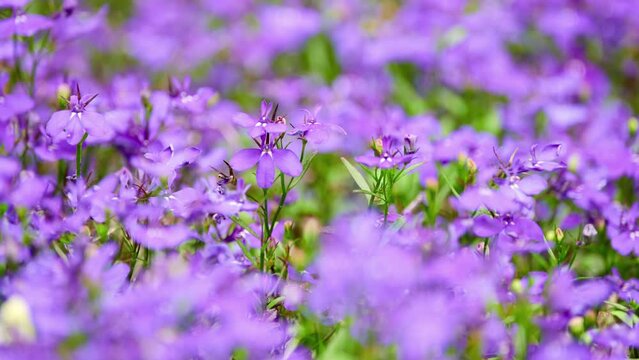 Lobelia erinus (edging lobelia, garden lobelia or trailing lobelia) is flowering plant in bellflower family Campanulaceae, native to southern Africa.