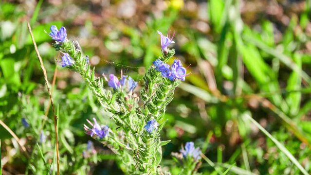 Echium vulgare &mdash; known as viper's bugloss and blueweed &mdash; is flowering plant in borage family Boraginaceae.