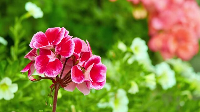 Pelargonium hortorum, commonly called zonal geranium, or garden geranium, is nothospecies of Pelargonium most commonly used as ornamental plant. It is hybrid between Pelargonium zonale and inquinans.