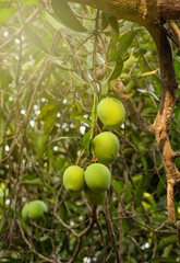 Isolated mango. Fresh organic mango with isolated clipping path. Mango macro studio photo.  Mango slice. 