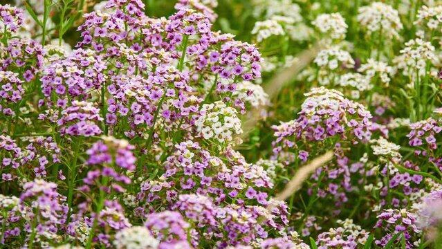 Lobularia maritima (Alyssum maritimum) is low-growing flowering plant in family Brassicaceae. It is sweet alyssum or sweet alison, also commonly referred to as just alyssum.