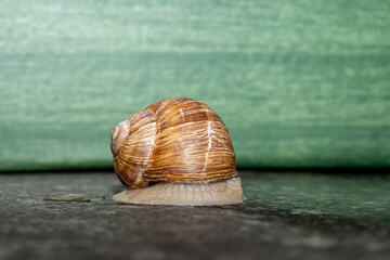 snail on the road