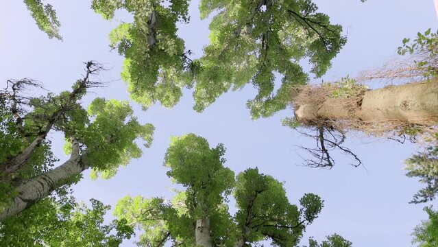 Looking up at towering trees and sky, a ground-up view of several tall trees reaching towards a clear blue sky, showcasing a dense canopy