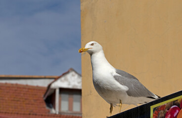 An adult Caspian Gull (Larus cachinnans) on the roof of a building in Buyukada in Istanbul