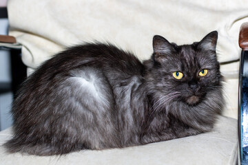 In a chair rests a black cat with bright yellow eyes