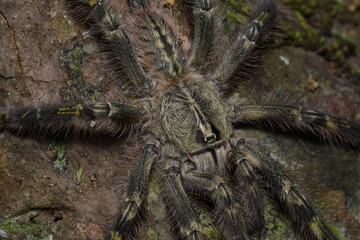The indian Tiger spider-spider in the forest- Tarantulas
