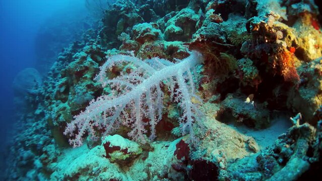A coral reef with a white coral plant in the foreground. The reef is teeming with life and the plant is a beautiful contrast to the blue water