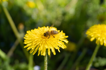 bees pollinates a yellow dandelion against a background of green grass. blooming yellow flower close-up with a bee. summer nature on the field. a bee makes honey on a flower. nectar bee. banner format