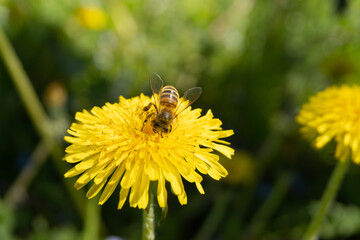 bees pollinates a yellow dandelion against a background of green grass. blooming yellow flower close-up with a bee. summer nature on the field. a bee makes honey on a flower. nectar bee. banner format