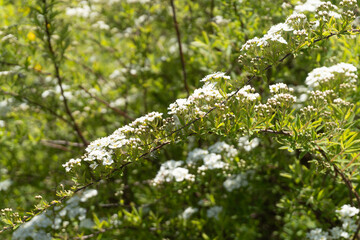 Blossom of Spirea nipponica Snowmound in springtime. White flowers of spirea in garden. Decorative flowering shrubs for landscape design