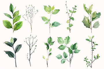 An Illustrated Collection of Eight Different Tree Species