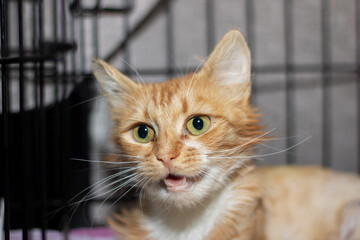 Closeup of a domestic shorthaired cat, with orange and white fur, in a cage
