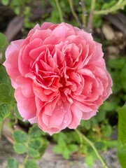 Pink rose close-up against the background of green foliage lit by natural sunlight. Beautiful flowering plants in the summer garden.