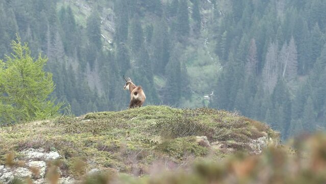 Alpine chamois (Rupicapra rupicapra) Camoscio alpino
