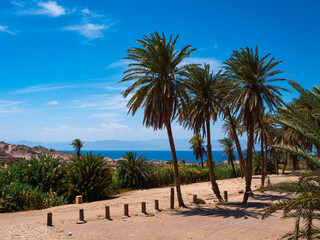 Palm trees at the 12 Springs of Moses, Bir al Saidni, at Al Maqnah, Maqna, overlook the Gulf of Aqaba, where prophet Moses lead Israelites across the Red Sea.