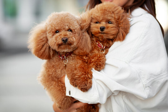 Two adorable small brown poodles look at camera On hands owner outdoors. The cute dogs adorable and well groomed, heartwarming bond between pets and their owner