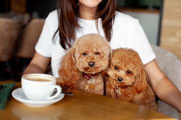 Two small poodles dogs sitting at table in restaurant with a cup of coffee. Relationship between...
