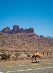 A camel strolls beside a tarmac road, against views of a mountain range in a national park in Tabuk Province, Saudi Arabia. Clear blue sky. Space for text.