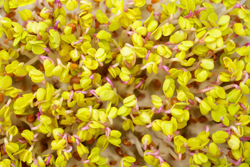 Red radish sprouts close-up. Growing micro greens for a healthy diet. Vegan food.