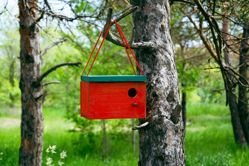 Beautiful birdhouse in forest. Birdhouse on tree at springtime. Wildlife concept. High quality photo