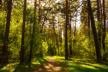 Obraz premium Sunbeams streaming through the pine trees and illuminating the young green foliage on the bushes in the pine forest in spring.