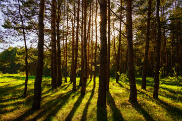 Sunbeams streaming through the pine trees and illuminating the young green foliage on the bushes in the pine forest in spring.