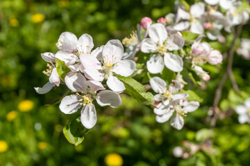 apple branch of a flowering tree. tree in bloom.