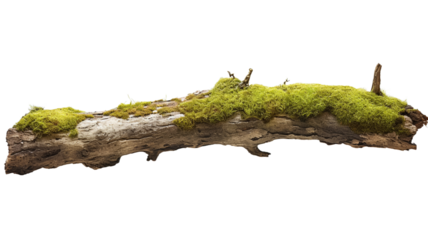 Tree branch with moss and lichen, isolated on transparent background.
