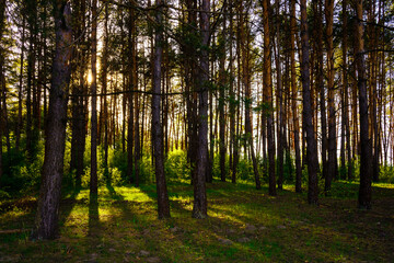 Sunbeams streaming through the pine trees and illuminating the young green foliage on the bushes in the pine forest in spring.
