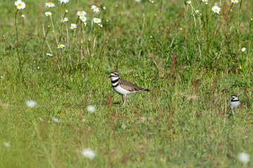 Killdeer with her chick