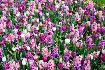 beautiful pink, purple and white mixed flower field of tulips and hyacinths