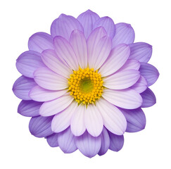  purple flower isolated on transparent background, extracted, png file