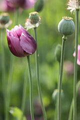 a spring field of Papaver somniferum, commonly known as the opium poppy or breadseed poppy	