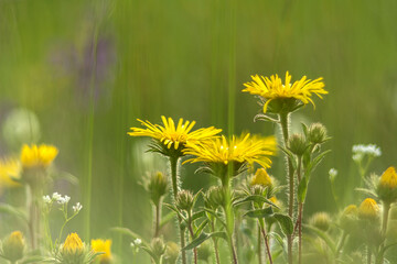 Sommerwiese,blumen,blüten,wiese,natur,insekten,naturschutz,pflanzen,oekologisch,bayern,gras,gelb,gruen,farbig,